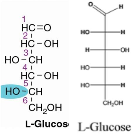 Why are there two structures of L-Glucose in the Fischer projection ...