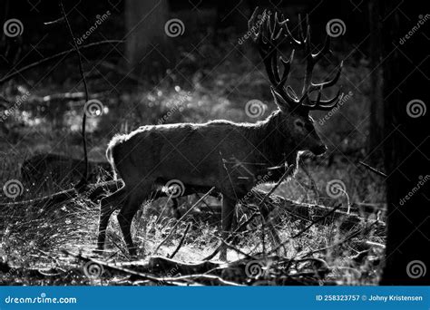 Wild Deer in Forest Scenery Black and White Stock Image - Image of antlers, head: 258323757