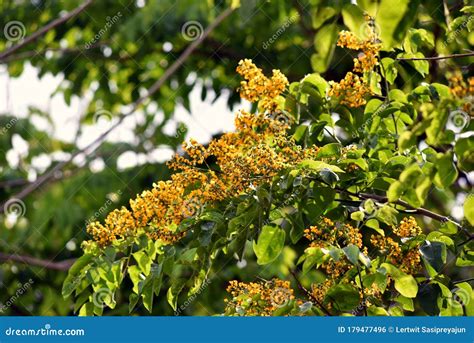 Burmese Rosewood or Angsana Flowers Blooming in Summer Stock Photo - Image of garden, color ...