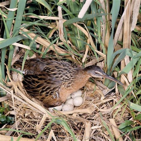 A King Rail (Rallus elegans) incubates her eggs in a nest hidden in reeds | Beautiful birds ...