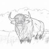 Free Printable Buffalo Coloring Pages  Mimi Panda sketch template