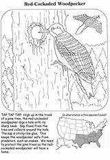 Red cockaded Woodpecker 1 sketch template