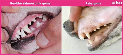 Are My Dog’s Gums Pale? - PDSA