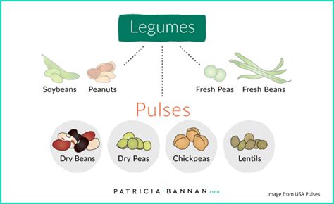 What's the Difference Between a Legume, Bean, and Pulse? - Patricia ...