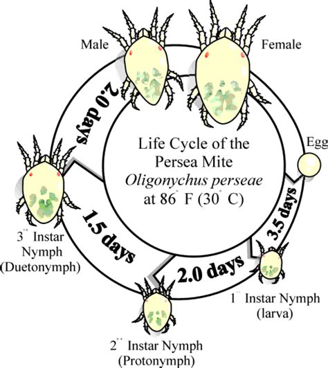The Spider Mite life cycle. | Scabies, Home remedies for scabies, Life cycles