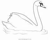 Swan Coloring Pages sketch template