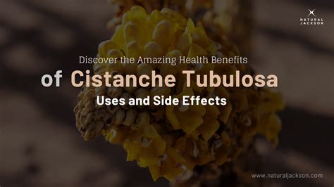 Discover the Amazing Health Benefits of Cistanche Tubulosa: Uses and Side Effects