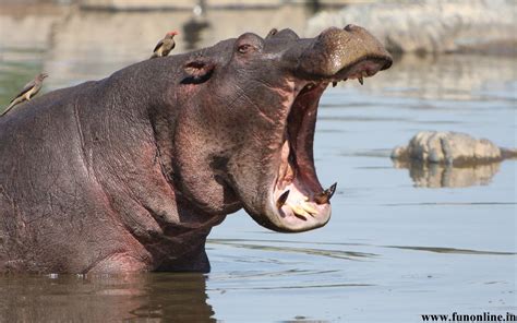 🔥 Free Download Hippopotamus Wallpaper Giant Hippos Hd by ...