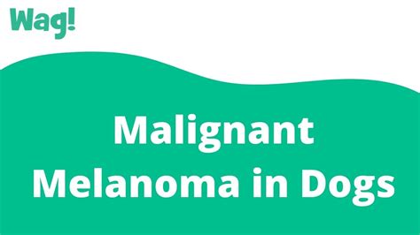 What Are The Symptoms Of Melanoma In Dogs