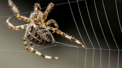 8 Captivating Facts About Spider Silk