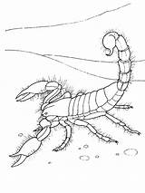Free Printable Scorpion Coloring Pages For Kids sketch template