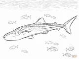 Whale Shark Coloring Pages  Learny Kids sketch template