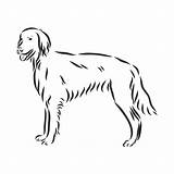Irish Setter Coloring Pages sketch template