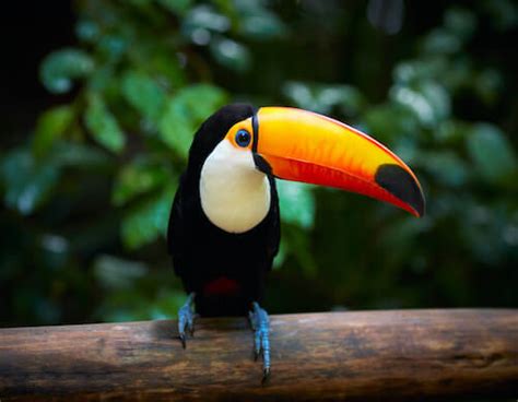 Toucan - Facts and Beyond | Biology Dictionary