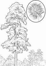 Red Pine Tree Coloring Page  ColouringPages sketch template