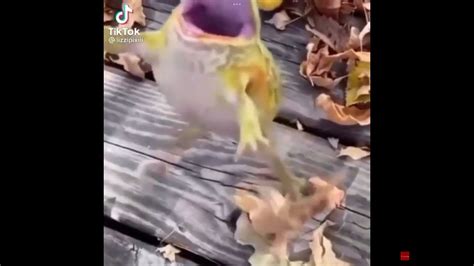 Frog Laughing meme - YouTube