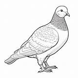 Premium Photo  Monochromatic Pigeon Coloring Page For Children sketch template