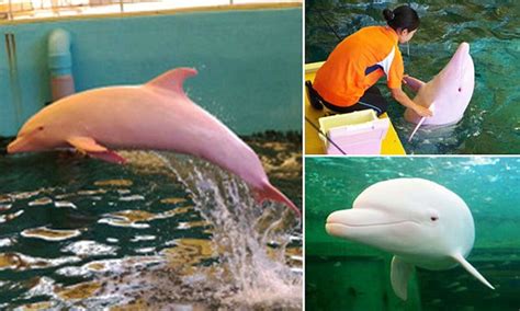 The rare Japanese dolphin that turns pink when it's angry or sad - The Dodo