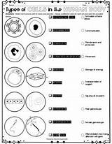Printable Human Cell Coloring Pages sketch template