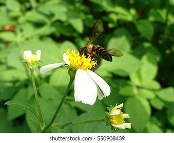 Honey Bee Attracted Bidens Alba Flower Stock Photo 550908439 | Shutterstock