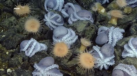 Researchers use underwater technology in Monterey Bay to study, unlock mysteries of rare octopus ...