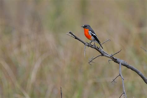 Flame Robin ( Male ) | Dorothy Jenkins | Flickr