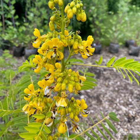 Senna Hebecarpa Seed Pods