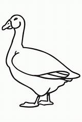 Goose Coloring Pages  Home sketch template
