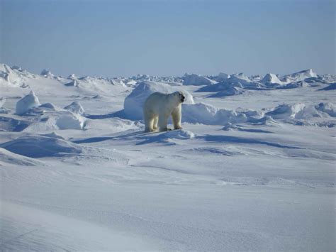 Image libre: polaire, ours blanc, ursus maritimus