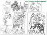 Amazon Rainforest Animals Coloring Pages sketch template