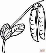 Peas 5 coloring Page  Free Printable Coloring Pages sketch template