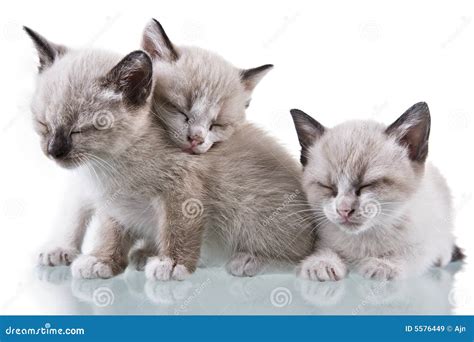 Baby Kittens Sleeping stock image. Image of adorable, kitten - 5576449