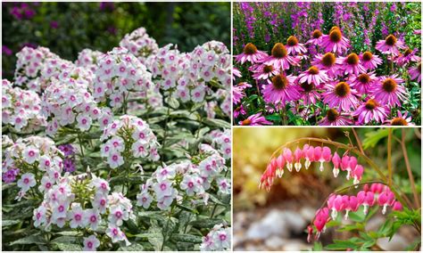 20 Longest Blooming Perennial Flowers For Everlasting Beauty