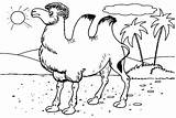 30  Camel Coloring Pages Free Printable PDF & Online Coloring sketch template