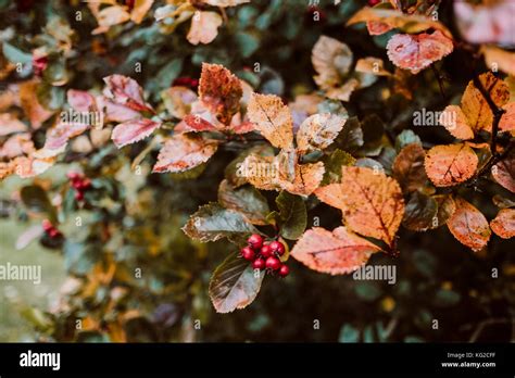 Peak district landscape in autumn/winter Stock Photo - Alamy