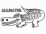 Alligators Coloring Pages  Learny Kids sketch template