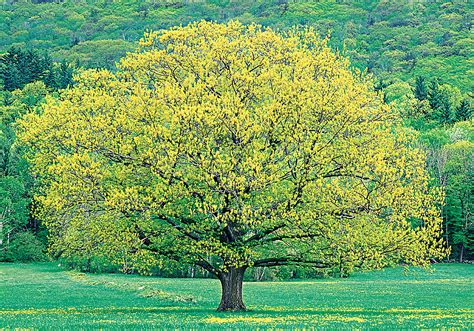 Fast-Growing Shade Trees