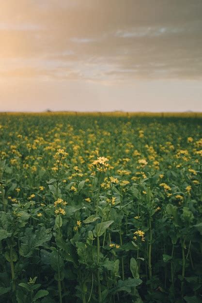 Premium Photo | Mustard field at sunset