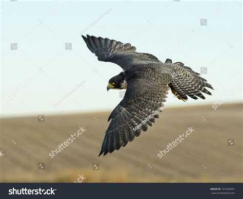 Hunting Peregrine Falcon Stock Photo 197206091 : Shutterstock