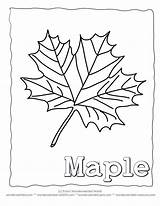 Maple Coloring Leaf Syrup Pages Template Kids Printable Leaves Simple  sketch template