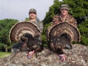 California Rio Grande Turkey Hunting Guide & Outfitters