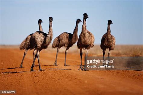 Family Who Live With An Emu Photos and Premium High Res Pictures - Getty Images