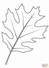 Shumard Oak Leaf coloring Page  Free Printable Coloring Pages sketch template