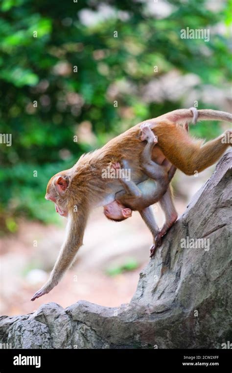 Mother monkey and baby monkey walk on rock with love Stock Photo - Alamy