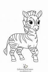 Zebra Coloring Pages FREE 2025  And Learn sketch template