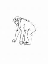 Apes coloring pages sketch template