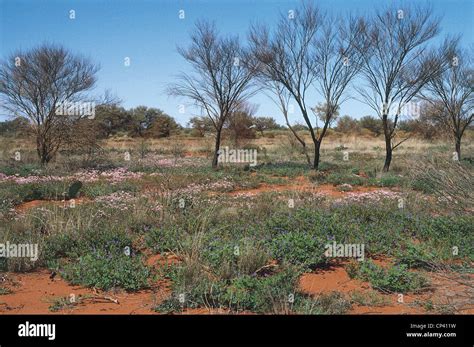 Western australia gibson desert hi-res stock photography and images - Alamy