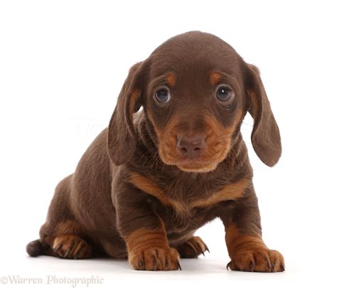 Dog: Chocolate Dachshund puppy photo WP46022