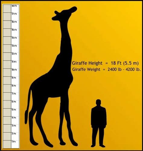 How Tall is a Giraffe - Giraffe Height - Zooologist