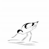 Avocets And Stilts Coloring Pages For Kids Printable Free Download  sketch template